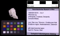 Foto (Objekt + Etiketten) von Pithonoton sp. (NHMW-GEO-1990-0041-0018)